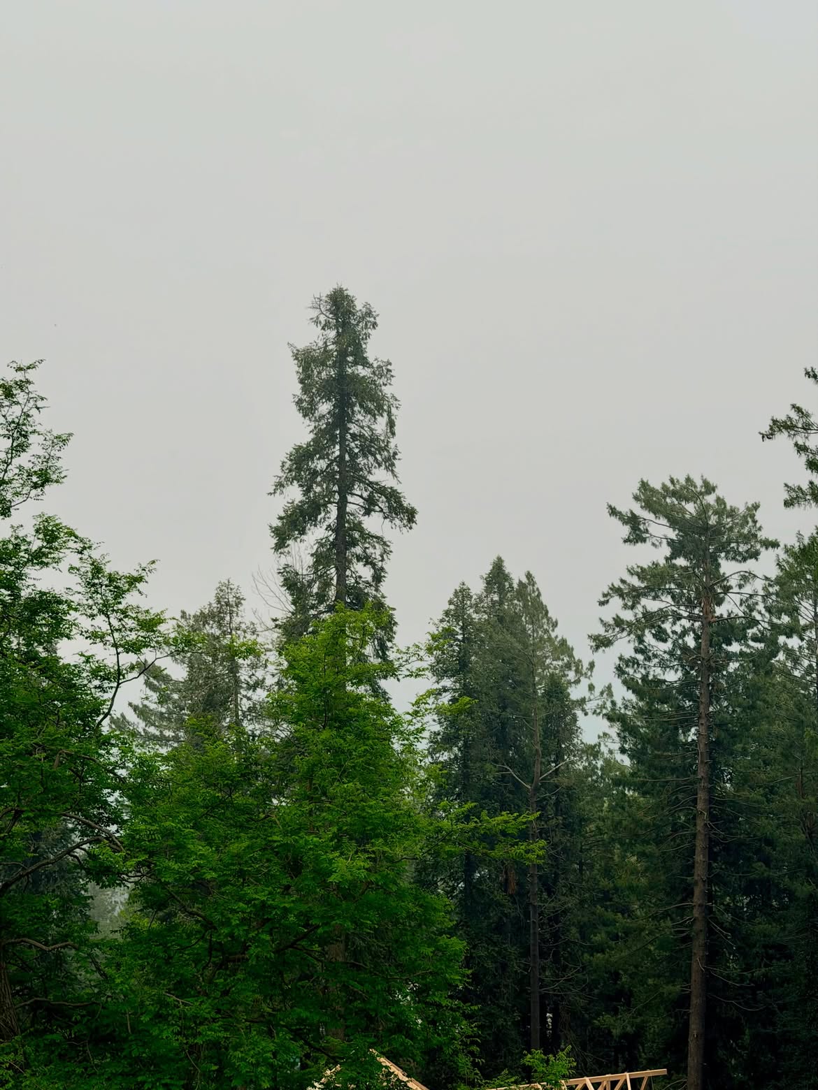 Daytime Pine Canopy
