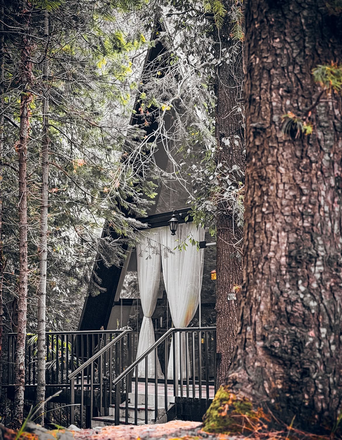 The Pinecrest A-Frame Pod Among Pine Trees